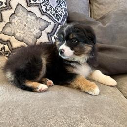 Little Joe - Black tri male Miniature American Shepherd puppy in Ballico, California from SierraVu Minis