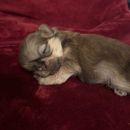 Luna - Liver female Shih Tzu puppy in Valley Mills, Texas from Busch Pups