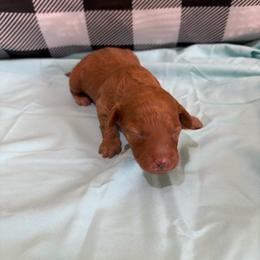 Baby purple - Red  female Poodle puppy in Meyersdale, Pennsylvania from Annie’s Toy Poodles