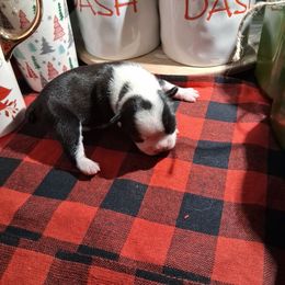Cres - Black and white female Boston Terrier puppy in Gaffney, South Carolina from Battlefield Kennels