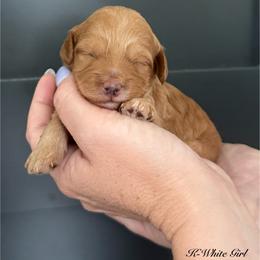 K- WHITE GIRL - Red  female Goldendoodle puppy in Lewisville, Texas from Texas Goldendoodle Lovers