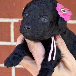 Rey - Black female Poodle puppy in Franklin, North Carolina from Melissa Unger