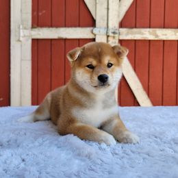 Yua - Red female Shiba Inu puppy in Sacramento, California from Shiba Inu of Matrix