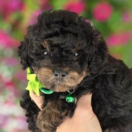 Green boy - Phantom male Bernedoodle puppy in Vernon, Texas from Sugarland's Texas Goldendoodles