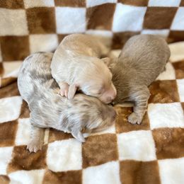 Dachshund Puppies from Boujee Dachshunds
