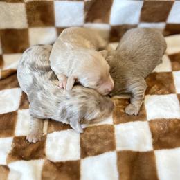 Dachshund Puppies from Boujee Dachshunds