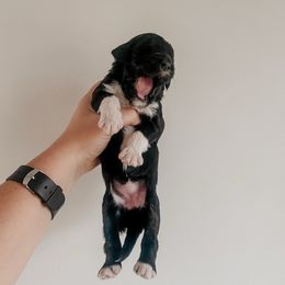 Nova - Black and white female Sheepadoodle puppy in Wabash, Indiana from DOODCompany