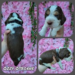 Ozzy OsborneBoy 5 - Liver and white male English Springer Spaniel puppy in Saginaw, Michigan from Kemerer Springers