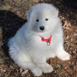 Samoyeds and Shiba Inu from Rexann
