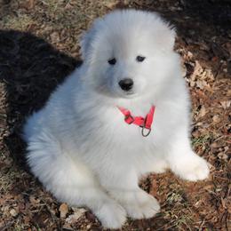 Samoyeds and Shiba Inu from Rexann