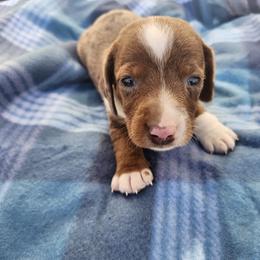 Dexter - Dapple male Dachshund puppy in Hartville, Missouri from Aimee C. Doxies