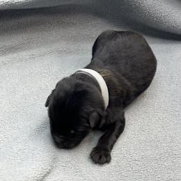 Boy 2 - Black male German Shepherd puppy in Sharon Grove, Kentucky from Julie’s Shepherds