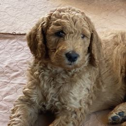 Goldendoodles from Willow Tree Goldendoodles