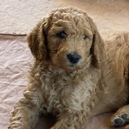Goldendoodles from Willow Tree Goldendoodles
