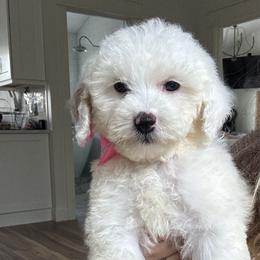 Vanilla - Pink collar girl - Parti female Goldendoodle puppy in Ruthorfordton, North Carolina from Duncan Doodles Goldendoodles