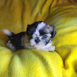 Max - Liver and white male Shih Tzu puppy in Willard, Utah from Shih-tzu Queen