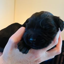 Assorted Doodle Crosses Puppies from Corona Golden Mountain Doodles
