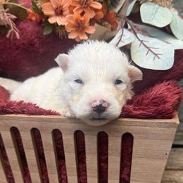 Ghost - White male Siberian Husky puppy in Ravena, New York from Osiris’s Siberians & Pomskies