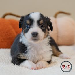 Arizona - Black tri female Miniature Australian Shepherd puppy in Buna, Texas from R & C Kennels