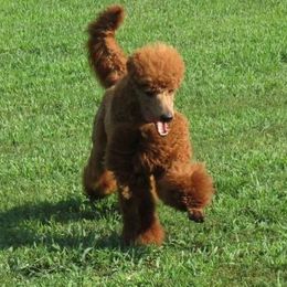 Ruffus - Poodle