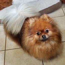 Pomeranian puppies from Donna's Pomeranians