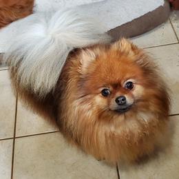Pomeranian puppies from Donna's Pomeranians