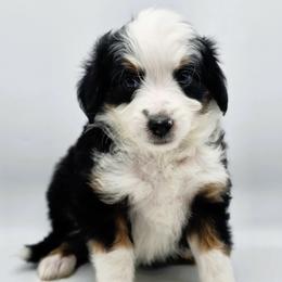 Magnolia - Black tri-color female Aussiedoodle puppy in Lancaster, Minnesota from Wilson Cattle Co.