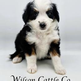 Magnolia - Black tri-color female Aussiedoodle puppy in Lancaster, Minnesota from Wilson Cattle Co.