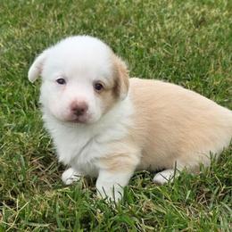 Glow - Red and white female Cardigan Welsh Corgi puppy in Larsen, Wisconsin from Pondside Kennels