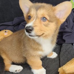 Laverne's boy - Sable and white male American Corgi puppy in Hampton, Tennessee from TC Farms Stock Dogs - Miniature Australian Shepherds