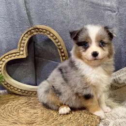 Paden - Blue merle male Miniature American Shepherd puppy in Clinton, Missouri from Mockingbirds American Minis