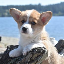 Mr Orange - Red male Pembroke Welsh Corgi puppy in Gig Harbor, Washington from Pacific Northwest Pembroke Welsh Corgis