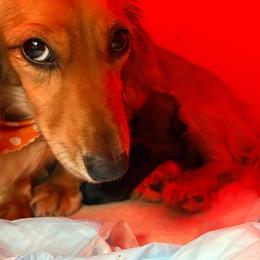 AKC Ch Sired Shaded Cream Male - Cream male Dachshund puppy in Medina, Ohio from STORIED DOXIES