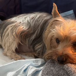Collies and Yorkshire Terriers from Puppy Dog City