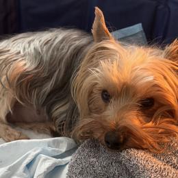 Collies and Yorkshire Terriers from Puppy Dog City