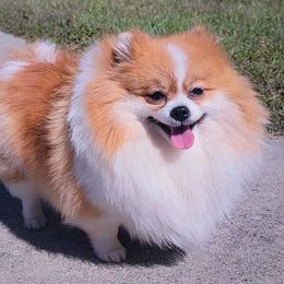 Zylia - Pomeranian