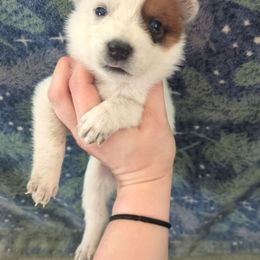 Soup - Red speckled male Australian Cattle Dog puppy in Mena, Arkansas from Red Desert Australian Cattle Dogs