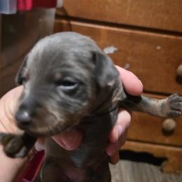Boy 2 - male Miniature Pinscher puppy in Middle Point, Ohio from Knisely's Min Pins-AKC