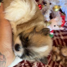 Stella - Chocolate parti female Pomeranian puppy in Antioch, California from Munoz pomms