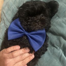 Shih Tzu Puppies from Liz Shih Tzu Cuties