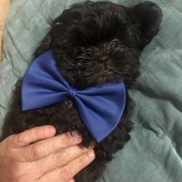 Shih Tzu Puppies from Liz Shih Tzu Cuties