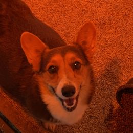 Blue Belle - Pembroke Welsh Corgi