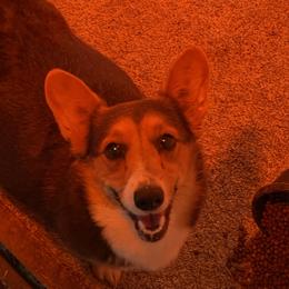 Blue Belle - Pembroke Welsh Corgi