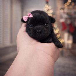 Abby - Black female Shorkie puppy in Midland, Texas from Southern Yorkie Pies