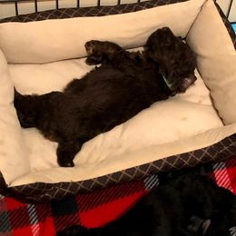 Poodle Puppies from Phantoms Of The Royal Opera House
