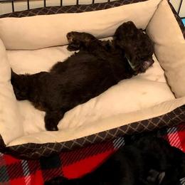 Poodle Puppies from Phantoms Of The Royal Opera House