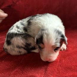 Blue Merle 2 - Blue merle female Australian Shepherd puppy in Allegan, Michigan from Parsons Australian Shepherds