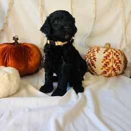 Apple - Black female Goldendoodle puppy in Cedartown, Georgia from Loyal Doodles