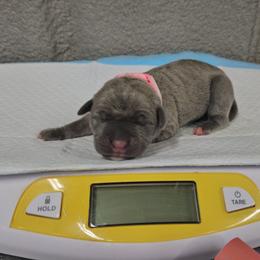 Pink collar - Gray and fawn female Cane Corso puppy in Fritch, Texas from Carrie Brown's Cane Corsos