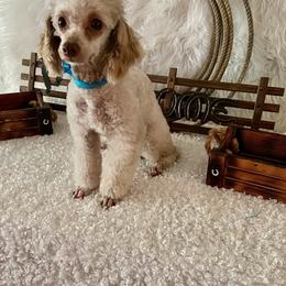 Koda - Poodle